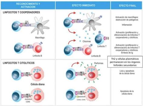 Linfocitos T Inmunidad específica Paradigmia