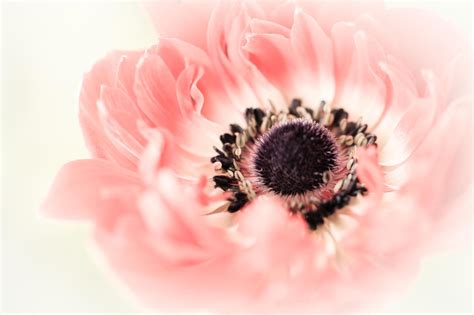 Wallpaper Petals Pollen Blossom Pink Flower Poppy Bud Petal Land Plant Flowering