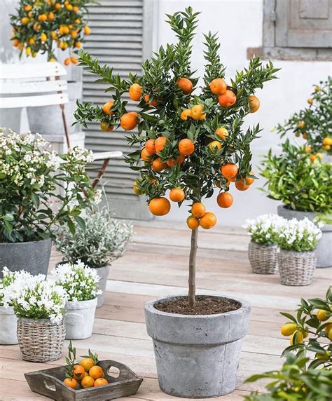 Fruit Trees 1000 Potted Fruit Trees Plants Potted Trees