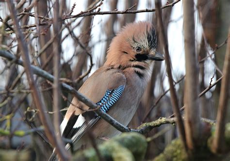 Herr des waldes lass uns ein teil von deiner schöpfung sein gib uns was von götterhand unter deiner macht entstand. Der "James Dean" des Waldes Foto & Bild | tiere, wald ...