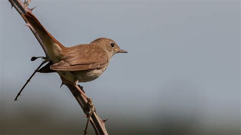 Common Nightingale Bülbül Luscinia Megarhynchos Keynowski Flickr