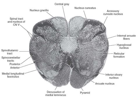 Learn vocabulary, terms and more with flashcards, games and other study tools. Brainstem I: The Medulla (Organization of the Central Nervous System) Part 2 | Nervous system ...