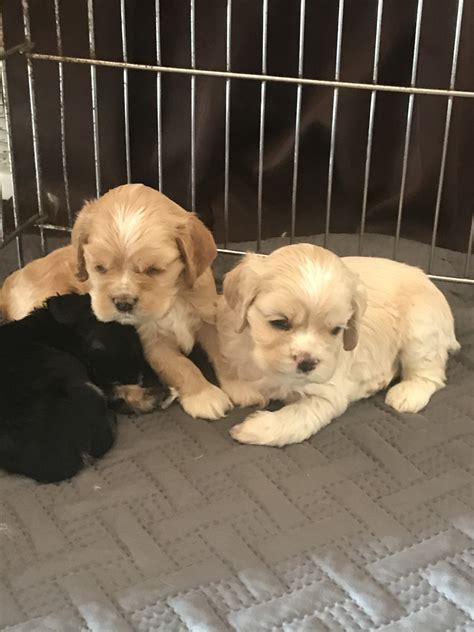 We know that keeping prices low is another way we can help save as many lives as possible. American Cocker Spaniel Puppies For Sale | Redford Charter ...