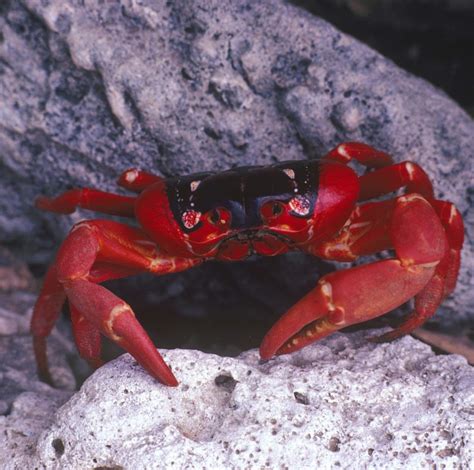 Christmas Island Red Crabs: Characteristics, reproduction and habits