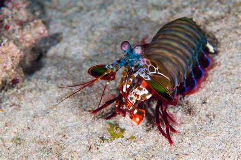 Mantis Shrimp Facts Stomatopoda