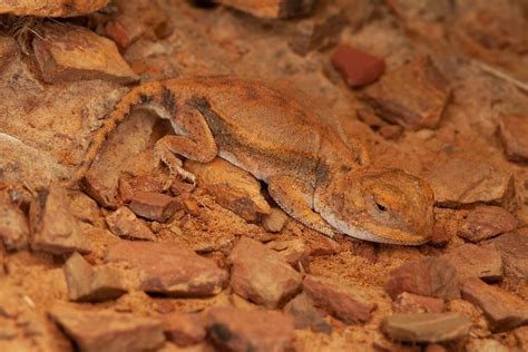 10 Rarest Lizard Species In The World Worldatlas