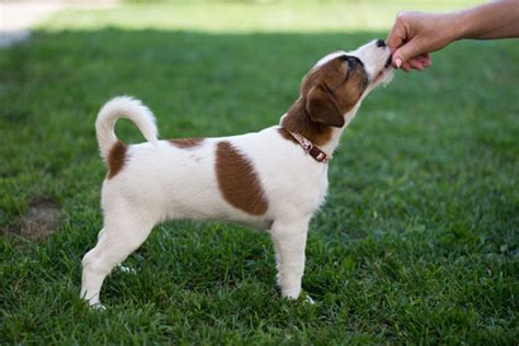 We conduct training in your home, or your dog can stay with us …. Dog Training Services | Dog Trainer in Nassau County, NY ...