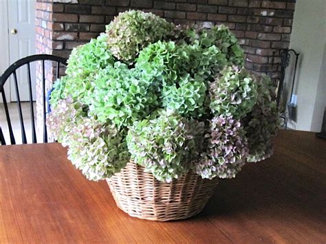 After i read her post, i burst out laughing. Sew Many Ways...: Drying Hydrangea...