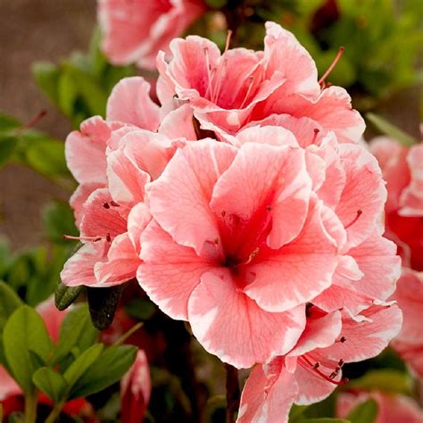 Azalea Flower Plant Online India ~ Best 4 Empat