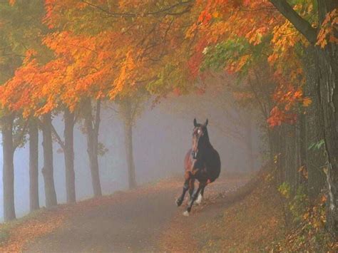 Beautiful Autumn Horses Wallpapers Wallpaper Cave