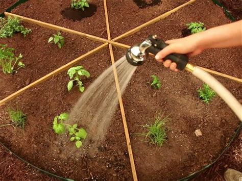 The Kids Love This One How To Plant A Pizza Garden
