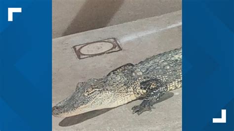Alligator Relocated After Being Found Outside Of Texas Bank