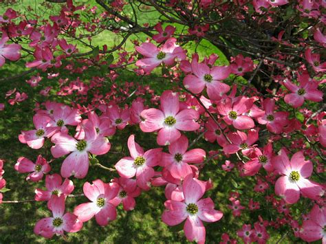 Bunchberry, or dwarf dogwood, is something of an anomaly. File:Pink-dogwood-tree - West Virginia - ForestWander.jpg ...