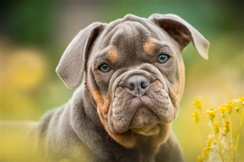 There are numerous theories as to how the first mastiff arrived in england. Different Types of Bulldogs | Huskland Bulldogs | French & English Puppies