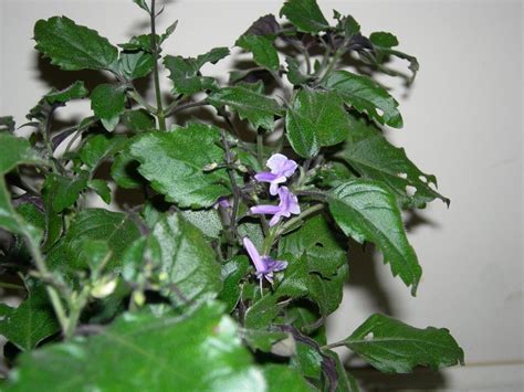 Maybe you would like to learn more about one of these? Swedish Ivy in bloom. 10 tips for growing a Swedish ivy ...