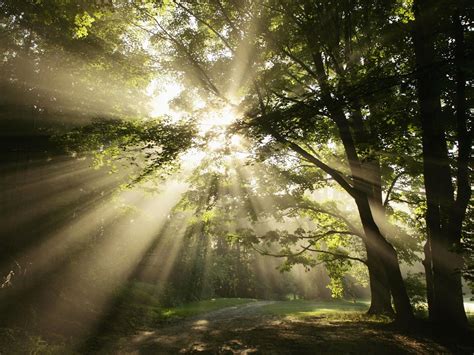 Sun Rays Shining Through Tree Wallpapers Wallpaper Cave