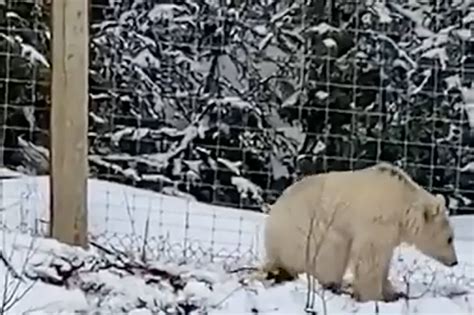 Video Shows Super Rare White Grizzly Bear Spotted In Alberta
