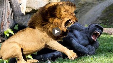 We did not find results for: Lion VS Gorilla - Real Fight - AMAZING ANIMAL