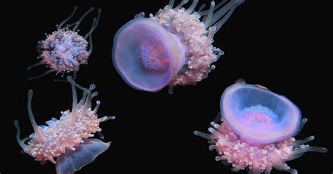 Crown Jellyfish Jellies Pinterest Jellyfish And Aquariums