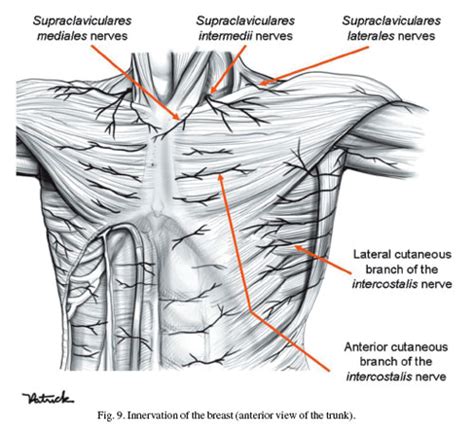 Supraclavicular Nerve Group Picture Image By Tag