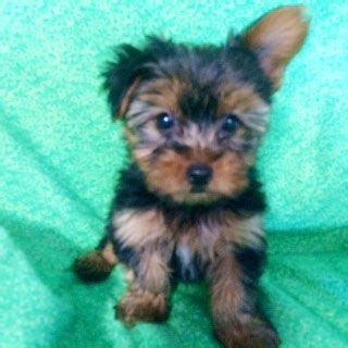 Adoptions now by appointment only. Prettiest Puppies | Austin and Central Texas Yorkie ...