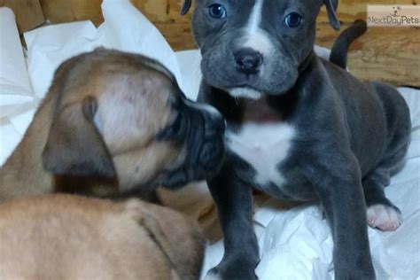 Our dogs ride around with us and are please look at the information at this link and make sure that an american bulldog is right for you. Sky Blue: American Bulldog puppy for sale near Chicago ...