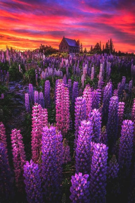 The yates garden club is perfect for the first time or experienced home gardener. Sunrise at Lake Tekapo, New Zealand with so many lupins ...