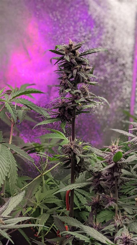 Delicious Seeds Dark Purple Auto Grow Journal Week7 By Capebretongrows