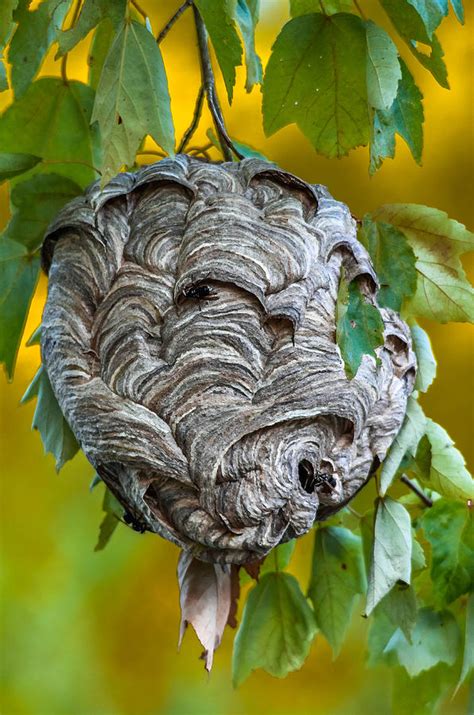 Bald Faced Hornet Nest Photograph By Brian Stevens Fine Art America
