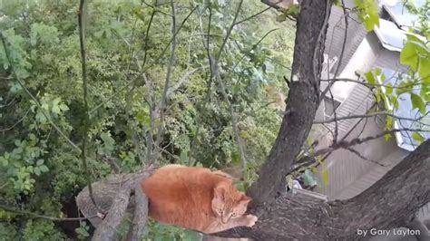 Watch How This Cat Got Saved After Being Stuck In Tree For 3 Days Youtube