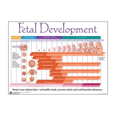 Is important to fetal lung development. Foetal Development Laminated Chart 90821 | Development of ...