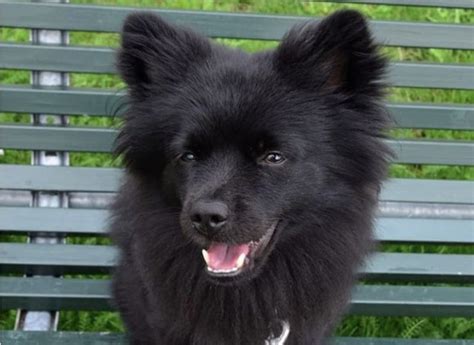 35 Perfect Pomeranian Mixes The Best Pom Mix Guide