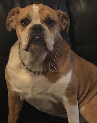 Adopt an english bulldog and save a life! Houston, TX - English Bulldog. Meet Franky a Pet for Adoption.