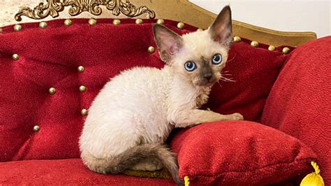 For Sale A Devon Rex Kitten With Blue Eyes