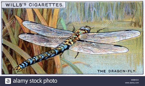 Vintage Dragonfly Illustration Stock Photo Alamy