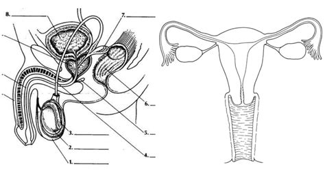 Reproduction Human Reproductive System Diagram Quizlet