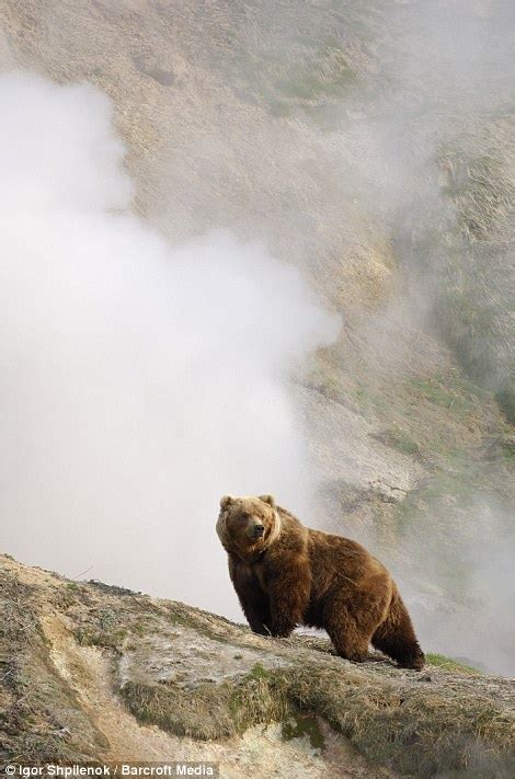 Grizzlies In The Mist Bear Caught On Camera Peering Out From Behind A