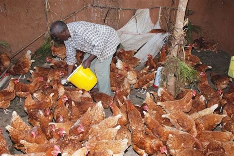 How To Start Poultry Farming In Kenya Ke