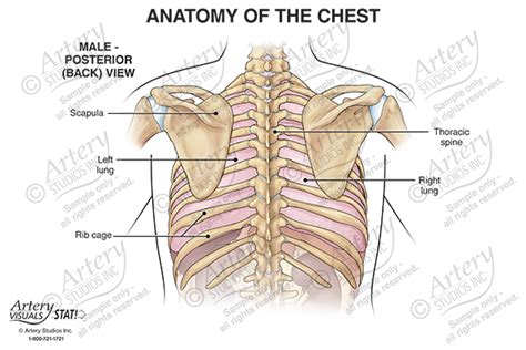 Anatomy Of The Chest Male Posterior Artery Studios Medical Legal