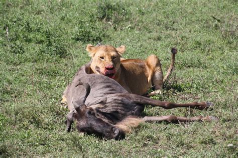 Lion Eating Wildebeast Free Photo Download Freeimages