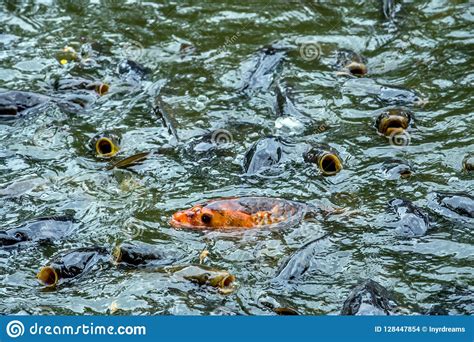 Wild Carp In An Indiana Pond Stock Photo Image Of Lake Finned 128447854
