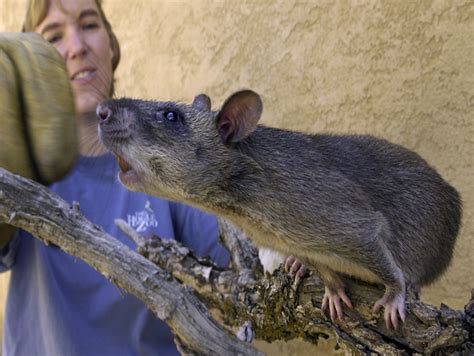 African Giant Rats