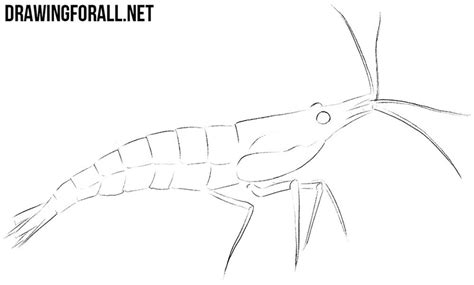To me this is actually a pretty. How to Draw a Shrimp | Drawingforall.net