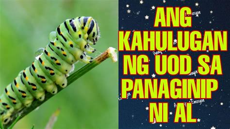 Kahulugan Ng Uod Sa Panaginipuod Sa Panaginipkahulugan Ng Panaginip