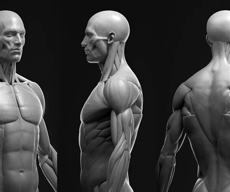 Artstation Anatomy Male Ecorche Resources