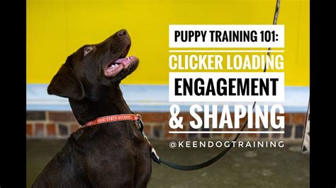 Puppy Training 101 Clicker Loading Engagement And Shaping Youtube
