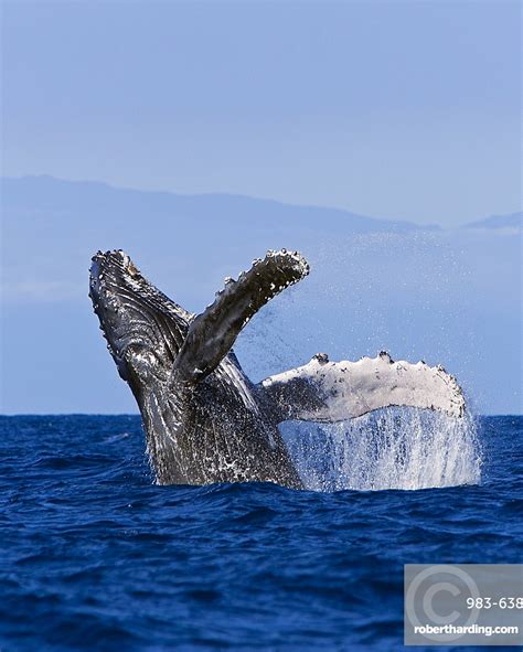 Humpback Whale Megaptera Novaeangliae Breaching Stock Photo