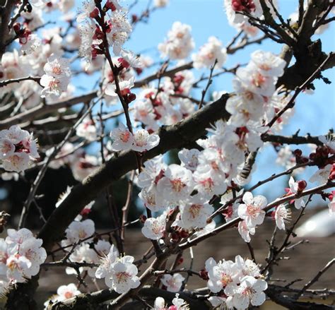 Flowers that grow on trees in spring. 7 Spectacular and Practical Spring-Flowering Trees