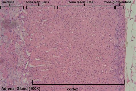 D Adrenal Gland 100x