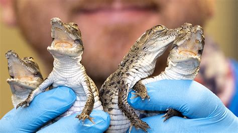 Critically Endangered Crocodiles Hatch At Zoo Miami